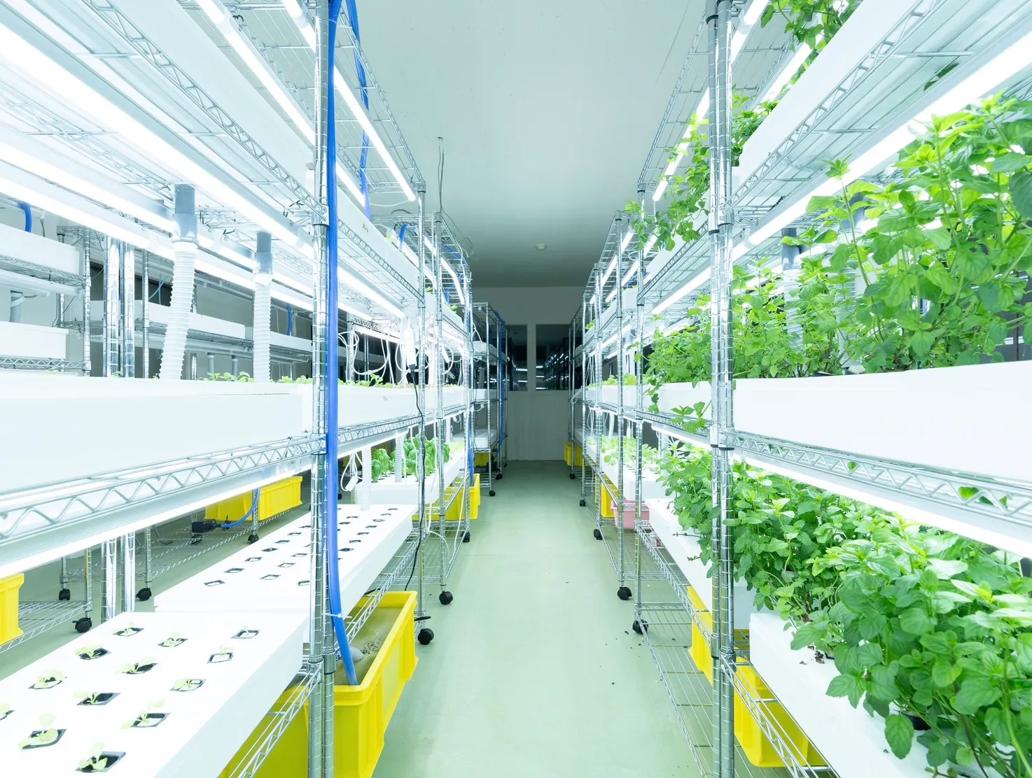 Food Craft Japan の室内型水耕栽培施設 - 最新技術で持続可能な農業を実現