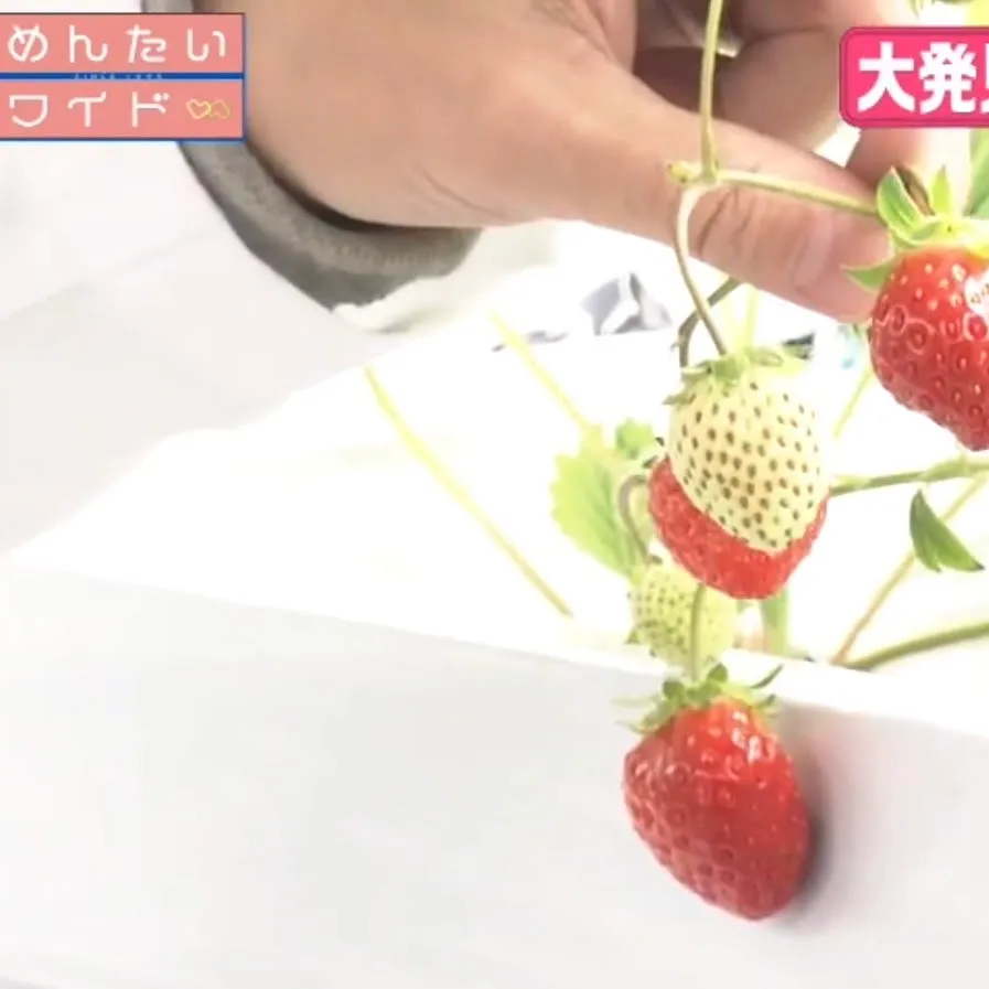 FBSめんたいワイドに初登場