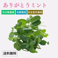 ありがとうミント