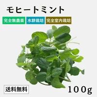 モヒートミント